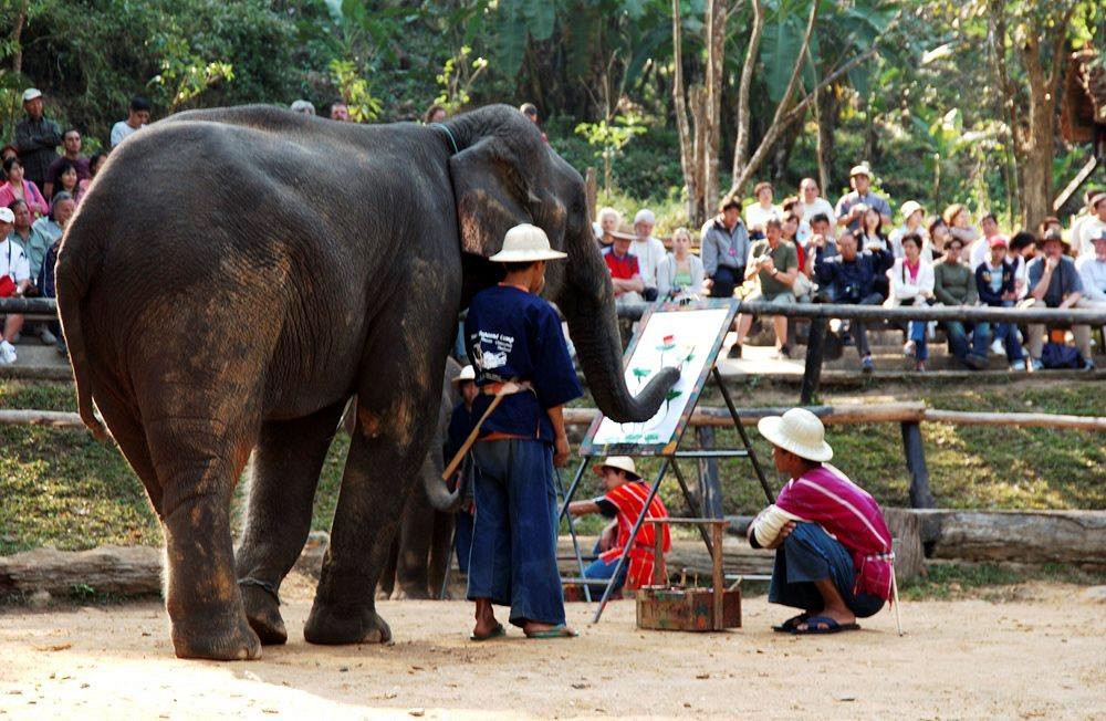 Maesa Elephant Camp